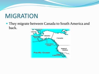 MIGRATION
 They migrate between Canada to South America and
back.
 