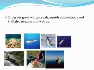  Orcas eat great whites, seals, squids and octopus and
krill also pingion and walrus.
 