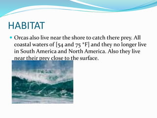 HABITAT
 Orcas also live near the shore to catch there prey. All
coastal waters of [54 and 75 *F] and they no longer live
in South America and North America. Also they live
near their prey close to the surface.
 