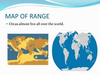 MAP OF RANGE
 Orcas almost live all over the world.
 