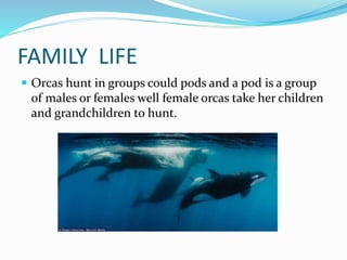 FAMILY LIFE
 Orcas hunt in groups could pods and a pod is a group
of males or females well female orcas take her children
and grandchildren to hunt.
 