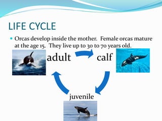 LIFE CYCLE
 Orcas develop inside the mother. Female orcas mature
at the age 15. They live up to 30 to 70 years old.
calf
juvenile
adult
 