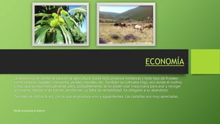 ECONOMÍA
La economía de Sotillo se basa en la agricultura, sobre todo produce hortalizas y todo tipo de frutales:
como cerezos, nogales, manzanos, perales, morales, etc. También se cultivaba trigo, aún existe el molino,
y lino, que se tejía manualmente, pero, probablemente, al no poder usar maquinaria para arar y recoger
la cosecha, debido a las fuertes pendientes, su falta de rentabilidad, ha obligado a su abandono.
También se cultiva la vid, con la que se produce vino y aguardientes. Las castañas son muy apreciadas.
Donde se escucha el silencio
 