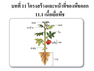 บทที่ 11 โครงสร้ างและหน้ าทีของพืชดอก
                             ่
            11.1 เนือเยอพช
                    ้ ่ื ื
 