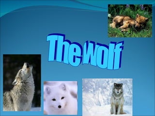 The wolf 