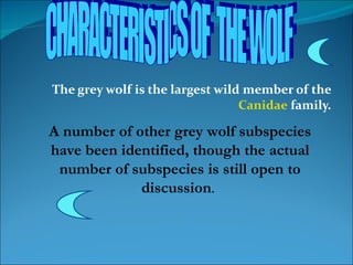 The grey wolf is the largest wild member of the Canidae family. CHARACTERISTICS OF THE WOLF A number of other grey wolf subspecies have been identified, though the actual number of subspecies is still open to discussion .