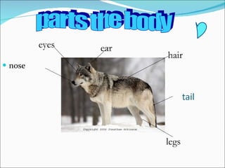 nose parts the body eyes ear hair legs