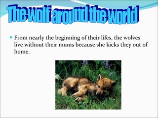 From nearly the beginning of their lifes, the wolves live without their mums because she kicks they out of home. The wolf around the world