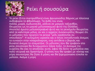 Ρείκι ι ςουςοφρα
• Σο ρείκι (Erica manipuliflora) είναι φρυγανϊδθσ κάμνοσ με πλοφςια
  ανκοφορία το φκινόπωρο. Σα άνκθ του είναι
  πολλά, μικρά, κωδωνοειδι, ρόδινα ςε μακριζσ ταξιανκίεσ.
  Θεωρείται ωσ το μαγικό μελιςςοκομικό φυτό τθσ Ελλάδασ .
  Αποτελεί άριςτο μελιςςοτροφικό φυτό και το ρεικόμελο κεωρείται
  από τα καλφτερα μζλια, αν και ο αρχαίοσ Διοςκουρίδθσ κεωρεί ότι
  οι μζλιςςεσ που τρυγοφν τα ρείκια "μζλι εργάηονται ου
  ςπουδαίον". H αυξθμζνθ υγραςία και ο ιπιοσ νοτιοδυτικόσ άνεμοσ
  το ευνοοφν ςτθν νεκαροζκκριςθ, ενϊ αντικετα ο βοριάσ και
  δυνατοί άνεμοι το ςταματάνε. Οι μζλιςςεσ που κα τραφοφν ςτο
  ρείκι ςουςοφρα κα δυναμϊςουν πάρα πολφ, το άνοιγμα τθσ
  κυψζλθσ κα ςασ το αποδείξει αυτό, αφοφ κα δείτε τα μελίςςια ςασ
  πολφ νευρικά και δραςτιρια. Ο γόνοσ που κα τραφεί με νζκταρ και
  γφρθ ςουςοφρασ κα ηιςει 6 μινεσ και κα ξεχειμϊνιαςα εφκολα το
  μελίςςι. Ακόμα θ γφρθ
 