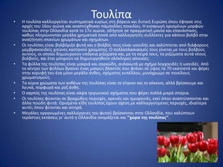 •
                                      Σουλίπα
    Θ τουλίπα καλλιεργείται ςυςτθματικά κυρίωσ ςτθ βόρεια και δυτικι Ευρϊπθ όπου ζφταςε ςτισ
    αρχζσ του 16ου αιϊνα και αναπτφχκθκαν πάμπολλεσ ποικιλίεσ. Θ ειςαγωγι οριςμζνων μορφϊν
    τουλίπασ ςτθν Ολλανδία κατά το 17ο αιϊνα, οδιγθςε ςε πραγματικι μανία και επανάςταςθ,
    κακϊσ πλθρϊνονταν μεγάλα χρθματικά ποςά από καλλιεργθτζσ-ςυλλζκτεσ για κάποιο βολβό ςτθν
    αναηιτθςθ ςπανίων χρωμάτων και ςχθμάτων.
•   Οι τουλίπεσ είναι βολβόριηα φυτά και ο βολβόσ τουσ είναι ωοειδισ και καλφπτεται από διάφορουσ
    μεμβρανοειδείσ χιτϊνεσ καςτανοφ χρϊματοσ. Ο πολλαπλαςιαςμόσ τουσ γίνεται με τουσ βολβοφσ
    αυτοφσ, οι οποίοι δθμιουργοφν υπόγεια ριηϊματα και, με τθ ςειρά τουσ, τα ριηϊματα αυτά νζουσ
    βολβοφσ, και ζτςι μποροφν να δθμιουργθκοφν ολόκλθρεσ αποικίεσ.
•   Σα φφλλα τθσ τουλίπασ είναι μακριά και ςαρκϊδθ, αυλακωτά με ςχιμα λογχοειδζσ ι ωοειδζσ. Από
    το κζντρο των φφλλων βγαίνει ζνασ μακρφσ βλαςτόσ που φτάνει ςε φψοσ τα 70 εκατοςτά και φζρει
    ςτθν κορυφι του ζνα μόνο μεγάλο άνκοσ, ςχιματοσ κυπζλλου, μονόχρωμο ςε ποικίλουσ
    χρωματιςμοφσ.
•   Σα κφρια χρϊματα των ανκζων τθσ τουλίπασ είναι το κίτρινο και το κόκκινο, αλλά βρίςκουμε και
    λευκά, πορφυρά και ροη άνκθ.
•   Ο καρπόσ τθσ τουλίπασ είναι κάψα τριγωνικοφ ςχιματοσ που φζρει πολλά μικρά ςπόρια.
•   Οι τουλίπεσ φφονται ςε βραχϊδεισ περιοχζσ, ορεινζσ και θμιορεινζσ, εκεί όπου αναπτφςςονται και
    άλλα ποϊδθ φυτά. Οριςμζνα είδθ τουλίπασ ζχουν ςχζςθ με καλλιεργοφμενεσ περιοχζσ, ιδιαίτερα
    αυτζσ όπου φφονται και ςιτθρά.
•   Μεγάλεσ οργανωμζνεσ καλλιζργειεσ του φυτοφ βρίςκονται ςτθν Ολλανδία, που καλφπτουν
    τεράςτιεσ εκτάςεισ γι' αυτό θ Ολλανδία ονομάηεται και ‘’χώρα τησ τουλίπασ’’.
 