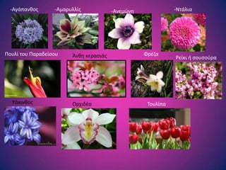 -Αγάπανκοσ      -Αμαρυλλίσ            -Ανεμϊνθ              -Ντάλια




Πουλί του Παραδείςου    Άνκθ κεραςιάσ              Φρζηα
                                                              Ρείκι ι ςουςοφρα




  Τάκινκοσ              Ορχιδζα                     Σουλίπα
 
