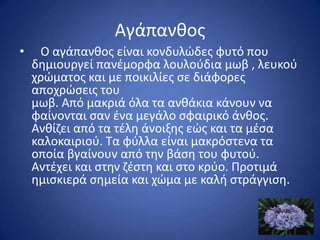 Αγάπανκοσ
•    Ο αγάπανκοσ είναι κονδυλϊδεσ φυτό που
    δθμιουργεί πανζμορφα λουλοφδια μωβ , λευκοφ
    χρϊματοσ και με ποικιλίεσ ςε διάφορεσ
    αποχρϊςεισ του
    μωβ. Από μακριά όλα τα ανκάκια κάνουν να
    φαίνονται ςαν ζνα μεγάλο ςφαιρικό άνκοσ.
    Ανκίηει από τα τζλθ άνοιξθσ εϊσ και τα μζςα
    καλοκαιριοφ. Σα φφλλα είναι μακρόςτενα τα
    οποία βγαίνουν από τθν βάςθ του φυτοφ.
    Αντζχει και ςτθν ηζςτθ και ςτο κρφο. Προτιμά
    θμιςκιερά ςθμεία και χϊμα με καλι ςτράγγιςθ.
 
