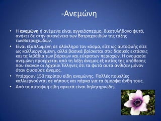 -Ανεμϊνθ
• Θ ανεμώνη ι ανζμενα είναι αγγειόςπερμο, δικοτυλιδονο φυτό,
  ανικει δε ςτθν οικογζνεια των Βατραχοειδϊν τθσ τάξθσ
  τωνBατραχιωδϊν.
• Είναι εξαπλωμζνθ ςε ολόκλθρο τον κόςμο, είτε ωσ αυτοφυισ είτε
  ωσ καλλιεργοφμενθ, αλλά βαςικά βρίςκεται ςτισ δαςικζσ εκτάςεισ
  και τα λιβάδια των βόρειων και εφκρατων περιοχϊν. Θ ονομαςία
  ανεμϊνθ προζρχεται από τθ λζξθ άνεμοσ εξ αιτίασ τθσ υπόκεςθσ
  που ζκαναν οι Αρχαίοι Ζλλθνεσ ότι τα φυτά αυτά άνκιηαν μόνον
  όταν φυςοφςε άνεμοσ.
• Τπάρχουν 150 περίπου είδθ ανεμϊνθσ. Πολλζσ ποικιλίεσ
  καλλιεργοφνται ςε κιπουσ και πάρκα για τα όμορφα άνκθ τουσ.
• Από τα αυτοφυι είδθ αρκετά είναι δθλθτθριϊδθ.
 