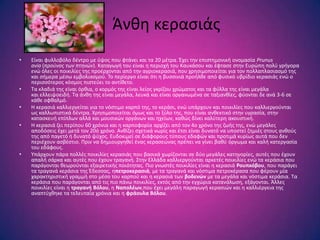 Άνκθ κεραςιάσ
•   Είναι φυλλοβόλο δζντρο με φψοσ που φτάνει και τα 20 μζτρα. Ζχει τθν επιςτθμονικι ονομαςία Prunus
    avia (προύνος των πτηνών). Καταγωγι του είναι θ περιοχι του Καυκάςου και ζφταςε ςτθν Ευρϊπθ πολφ γριγορα
    ενϊ όλεσ οι ποικιλίεσ τθσ προζρχονται από τθν αγριοκεραςιά, που χρθςιμοποιείται για τον πολλαπλαςιαςμό τθσ
    και ςιμερα μζςω εμβολιαςμοφ. Σο περίεργο είναι ότι θ βυςςινιά προιλκε από φυςικό υβρίδιο κεραςιάσ ενϊ ο
    περιςςότεροσ κόςμοσ πιςτεφει το αντίκετο.
•   Σα κλαδιά τθσ είναι όρκια, ο κορμόσ τθσ είναι λείοσ γκρίηου χρϊματοσ και τα φφλλα τθσ είναι μεγάλα
    και ελλειψοειδι. Σα άνκθ τθσ είναι μεγάλα, λευκά και είναι οργανωμζνα ςε ταξιανκίεσ, φφονται δε ανά 3-6 ςε
    κάκε οφκαλμό.
•   Θ κεραςιά καλλιεργείται για το νόςτιμο καρπό τθσ, το κεράςι, ενϊ υπάρχουν και ποικιλίεσ που καλλιεργοφνται
    ωσ καλλωπιςτικά δζντρα. Χρθςιμοποιείται όμωσ και το ξφλο τθσ, που είναι ανκεκτικό ςτθν υγραςία, ςτθν
    καταςκευι επίπλων αλλά και μουςικϊν οργάνων και θχείων, κακϊσ δίνει καλφτερθ ακουςτικι.
•   Θ κεραςιά ηει περίπου 60 χρόνια και θ καρποφορία αρχίηει από τον 4ο χρόνο τθσ ηωισ τθσ, ενϊ μεγάλεσ
    αποδόςεισ ζχει μετά τον 20ό χρόνο. Ανκίηει ςχετικά νωρίσ και ζτςι είναι δυνατό να υποςτεί ηθμιζσ ςτουσ ανκοφσ
    τθσ από παγετό ι δυνατό ψφχοσ. Ευδοκιμεί ςε διάφορουσ τφπουσ εδαφϊν και προτιμά κυρίωσ αυτά που δεν
    περιζχουν αςβζςτιο. Πριν να δθμιουργθκεί ζνασ κεραςεϊνασ πρζπει να γίνει βακφ όργωμα και καλι κατεργαςία
    του εδάφουσ.
•   Τπάρχουν πάρα πολλζσ ποικιλίεσ κεραςιάσ που βαςικά χωρίηονται ςε δφο μεγάλεσ κατθγορίεσ, αυτζσ που ζχουν
    απαλι ςάρκα και αυτζσ που ζχουν τραγανι. ΢τθν Ελλάδα καλλιεργοφνται αρκετζσ ποικιλίεσ ενϊ τα κεράςια που
    παράγονται κεωροφνται εξαιρετικισ ποιότθτασ. Πιο γνωςτζσ ποικιλίεσ είναι θ κεραςιά Ρουπκόβου, που παράγει
    τα τραγανά κεράςια τθσ Ζδεςςασ, θπετροκεραςιά, με τα τραγανά και νόςτιμα πετροκζραςα που φζρουν μία
    χαρακτθριςτικι γραμμι ςτο μζςο του καρποφ και θ κεραςιά των βοδενών με τα μεγάλα και νόςτιμα κεράςια. Σα
    κεράςια που παράγονται από τισ πιο πάνω ποικιλίεσ, εκτόσ από τθν εγχϊρια κατανάλωςθ, εξάγονται. Άλλεσ
    ποικιλίεσ είναι θ τραγανή Βόλου, θ Ναπολζων,που ζχει μεγάλθ παραγωγι κεραςιϊν και θ καλλιζργεια τθσ
    αναπτφχκθκε τα τελευταία χρόνια και θ φράουλα Βόλου.
 