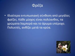 Φρζηα

• Ιδιαίτερα εντυπωςιακι ςφνκεςθ από μεγάλεσ
  φρζηεσ. Κάκε μίςχοσ είναι πολφανκοσ, τα
  χρϊματα λαμπερά και το άρωμα υπζροχο.
  Πολυετζσ, ανκίηει μετά τα κρφα.
 