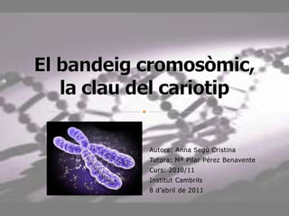 El bandeig cromosòmic, la clau del cariotip Autora: Anna Segú Cristina Tutora: Mª Pilar Pérez Benavente Curs: 2010/11 Institut Cambrils 8 d’abril de 2011 