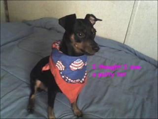 I thought I saw
a putty tat
 