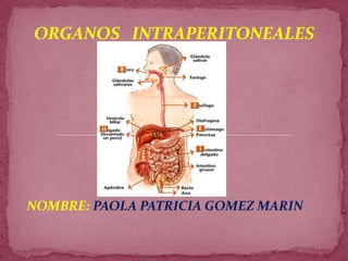 ORGANOS INTRAPERITONEALES




NOMBRE: PAOLA PATRICIA GOMEZ MARIN
 