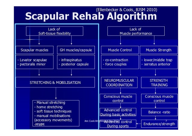 Ann cools 3 scapular rehab [compatibiliteitsmodus]