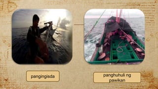 pangingisda panghuhuli ng
pawikan
 