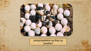 pangongolekta ng itlog ng
pawikan
 