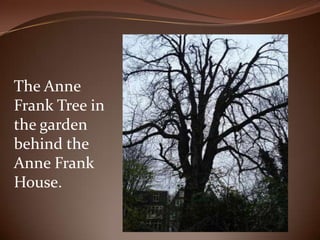 The Anne Frank Tree in the garden behind the Anne Frank House.