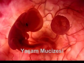Um feto de poucas semanas encontra-se  no interior do útero de sua mãe. Yaşam Mucizesi 