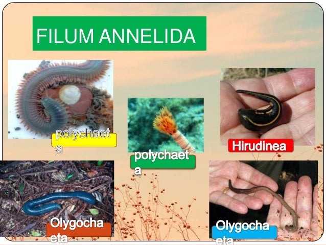  Annelida 