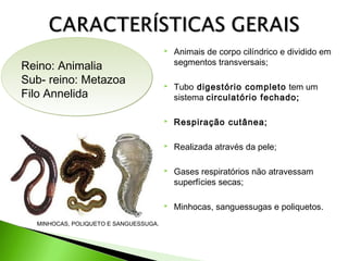 

Tubo digestório completo tem um
sistema circulatório fechado;
Respiração cutânea;



Realizada através da pele;



Gases respiratórios não atravessam
superfícies secas;


MINHOCAS, POLIQUETO E SANGUESSUGA.





Reino: Animalia
Sub- reino: Metazoa
Filo Annelida

Animais de corpo cilíndrico e dividido em
segmentos transversais;

Minhocas, sanguessugas e poliquetos.

 
