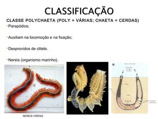 CLASSE POLYCHAETA (POLY = VÁRIAS; CHAETA = CERDAS) 
Parapódios;
Auxiliam

na locomoção e na fixação;

Desprovidos
Nereis

de clitelo.

(organismo marinho). 

NEREIS VIRENS

 