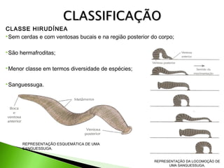 CLASSE HIRUDÍNEA
Sem cerdas e com ventosas bucais e na região posterior do corpo;
São

hermafroditas;

Menor

classe em termos diversidade de espécies;

Sanguessuga.

REPRESENTAÇÃO ESQUEMÁTICA DE UMA
SANGUESSUGA.
REPRESENTAÇÃO DA LOCOMOÇÃO DE
UMA SANGUESSUGA.

 