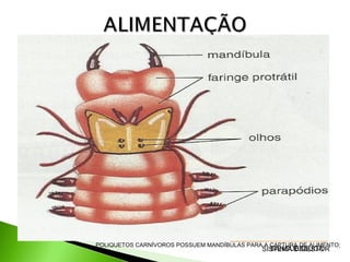 

Boca → faringe → esôfago → intestino → intestino terminal;



Poliquetos carnívoros possuem mandíbulas para a captura de alimento;



Minhocas possuem cecos intestinais e tifossole;



Detritos vegetais em decomposição e pequenos microorganismos.



Filtração;



Sanguessugas alimentam-se de sangue de outros animais.

POLIQUETOS CARNÍVOROS POSSUEM MANDÍBULAS PARA A CAPTURA DE ALIMENTO;

SANGUESSUGA
SISTEMA DIGESTOR

 