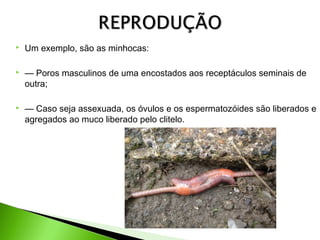

Um exemplo, são as minhocas:



— Poros masculinos de uma encostados aos receptáculos seminais de
outra;



— Caso seja assexuada, os óvulos e os espermatozóides são liberados e
agregados ao muco liberado pelo clitelo.

 