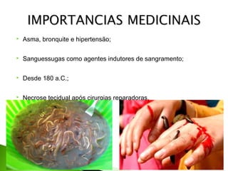 

Asma, bronquite e hipertensão;



Sanguessugas como agentes indutores de sangramento;



Desde 180 a.C.;



Necrose tecidual após cirurgias reparadoras.

 