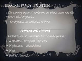 EXCRETORY SYSTEM
o The excretory organs of earthworm are minute, coiled tube like
structure called Nephridia.
o The nephridia are ectodermal in origin.
TYPICAL NEPHRIDIA
o These are found in earthworms like Dravidia grandis.
o It consists of three parts. They are :
 Nephrostome – ciliated funnel
 Neck
 Body of Nephridia
 