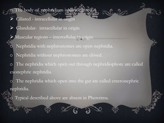 o The body of nephridium is divide into :
 Ciliated - intracellular in origin
 Glandular- intracellular in origin
 Muscular regions – intercellular in origin
o Nephridia with nephrostomes are open nephridia.
o Nephridia without nephrostomes are closed.
o The nephridia which open out through nephridiophore are called
exonephric nephridia.
o The nephridia which open into the gut are called enteronephric
nephridia.
o Typical described above are absent in Pheretima.
 