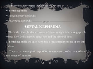 o In Pheretima three types of nephridia. They are:
 Septal nephridia
 Integumentary nephridia
 Pharyngeal nephridia
SEPTAL NEPHRIDIA
o The body of nephridium consists of short straight lobe, a long spirally
twisted loop with a narrow apical part and the terminal duct.
o Septal nephridia are open nephridia because nephrostome opens into
coelom.
o These are enteronephric nephridia because waste products are released
into lumen of intestine
 