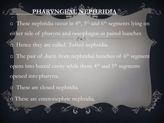 PHARYNGEAL NEPHRIDIA
o These nephridia occur in 4th, 5th and 6th segments lying on
either side of pharynx and oesophagus as paired bunches
o Hence they are called Tufted nephridia.
o The pair of ducts from nephridial bunches of 6th segment
opens into buccal cavity while those 4th and 5th segments
opened into pharynx.
o These are closed nephridia.
o These are enteronephric nephridia.
 