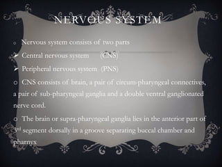 NERVOUS SYSTEM
o Nervous system consists of two parts
 Central nervous system (CNS)
 Peripheral nervous system (PNS)
o CNS consists of brain, a pair of circum-pharyngeal connectives,
a pair of sub-pharyngeal ganglia and a double ventral ganglionated
nerve cord.
o The brain or supra-pharyngeal ganglia lies in the anterior part of
3rd segment dorsally in a groove separating buccal chamber and
pharnyx
 
