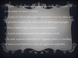 o A pair of sub-pharyngeal ganglia lies in the 4th segment . It
is the centre of motor control
o A pair of circum-pharyngeal connectives, one on either side
of pharynx connects the brain and sub-pharyngeal ganglia.
o Thus a Nerve ring is formed around pharnyx.
o 4 giant axons are present on ventral nerve cord.
o In each segment behind the 4th segment ,there is a swelling
of nerve cord formed by a pair of segmental nephridia.
 