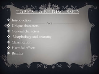 TOPICS TO BE DISCUSSED
 Introduction
 Unique characters
 General characters
 Morphology and anatomy
 Classification
 Harmful effects
 Benifits
 