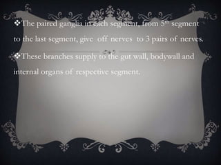 The paired ganglia in each segment, from 5th segment
to the last segment, give off nerves to 3 pairs of nerves.
These branches supply to the gut wall, bodywall and
internal organs of respective segment.
 