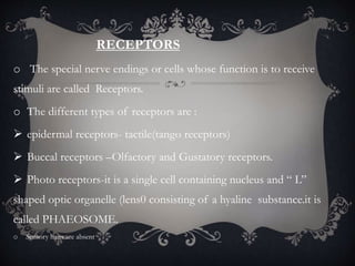 RECEPTORS
o The special nerve endings or cells whose function is to receive
stimuli are called Receptors.
o The different types of receptors are :
 epidermal receptors- tactile(tango receptors)
 Buccal receptors –Olfactory and Gustatory receptors.
 Photo receptors-it is a single cell containing nucleus and “ L”
shaped optic organelle (lens0 consisting of a hyaline substance.it is
called PHAEOSOME.
o Sensory hairs are absent
 