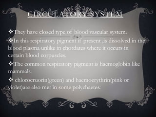 CIRCULATORY SYSTEM
They have closed type of blood vascular system.
In this respiratory pigment if present ,is dissolved in the
blood plasma unlike in chordates where it occurs in
certain blood corpuscles.
The common respiratory pigment is haemoglobin like
mammals.
 chlorocruorin(green) and haemoerythrin(pink or
violet)are also met in some polychaetes.
 
