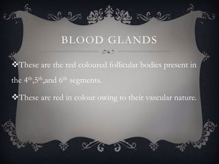 BLOOD GLANDS
These are the red coloured follicular bodies present in
the 4th,5th,and 6th segments.
These are red in colour owing to their vascular nature.
 