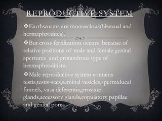 REPRODUCTIVE SYSTEM
Earthworms are monoecious(bisexual and
hermaphrodites).
But cross fertilization occurs because of
relative positions of male and female genital
apertures and protandrous type of
hermaphroditism.
Male reproductive system contains
testis,testis-sacs,seminal vesicles,spermiducal
funnels, vasa deferentia,prostate
glands,accessory glands,copulatory papillae
and genital pores.
 