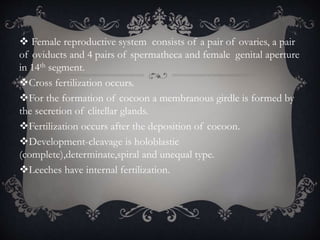  Female reproductive system consists of a pair of ovaries, a pair
of oviducts and 4 pairs of spermatheca and female genital aperture
in 14th segment.
Cross fertilization occurs.
For the formation of cocoon a membranous girdle is formed by
the secretion of clitellar glands.
Fertilization occurs after the deposition of cocoon.
Development-cleavage is holoblastic
(complete),determinate,spiral and unequal type.
Leeches have internal fertilization.
 