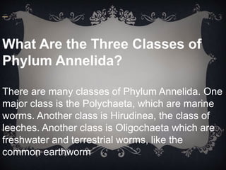 What Are the Three Classes of
Phylum Annelida?
There are many classes of Phylum Annelida. One
major class is the Polychaeta, which are marine
worms. Another class is Hirudinea, the class of
leeches. Another class is Oligochaeta which are
freshwater and terrestrial worms, like the
common earthworm
 