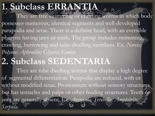 1. Subclass ERRANTIA
They are free swimming or crawling worms in which body
possesses numerous, identical segments and well-developed
parapodia and setae. There is a definite head, with an eversible
pharynx having jaws or teeth. The group includes swimming,
crawling, burrowing and tube-dwelling members. Ex. Nereis;
Polynoe; Aphrodite; Glycera; Eunice.
2. Subclass SEDENTARIA
They are tube dwelling worms that display a high degree
of segmental differentiation. Parapodia are reduced, with or
without modified setae. Prostomium without sensory structures
but has tentacles and palps or other feeding structures. Teeth or
jaws are generally absent. Ex. Arenicola; Terebella; Amphitrite;
Serpula.
 