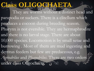 Class OLIGOCHAETA
They are worms without a distinct head and
parapodia or suckers. There is a clitellum which
produces a cocoon during breeding season.
Pharynx is not eversible. They are hermaphrodite
and there is no larval stage. There are about
10,000 species. Locomotion is by small setae and
burrowing . Most of them are mud ingesting and
detritus feeders but few are predaceous, e.g.
Agriodrilus and Phagodrilus. There are two orders
under class Oligochaeta.
 